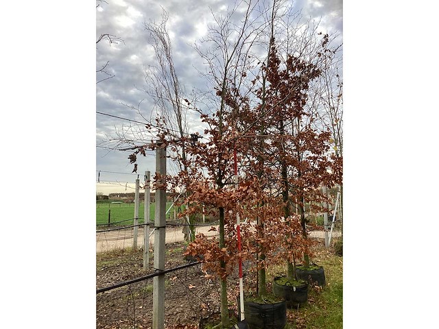 Groene beuk - parkboom (2x) - afbeelding 2 van  3