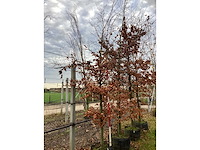 Groene beuk - parkboom (2x) - afbeelding 2 van  3