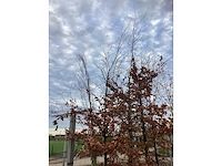 Groene beuk - parkboom (2x) - afbeelding 3 van  3