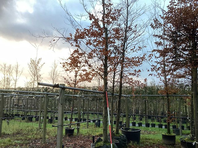Groene beuk - parkboom (2x) - afbeelding 1 van  3