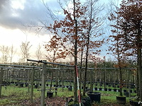 Groene beuk - parkboom (2x) - afbeelding 1 van  3