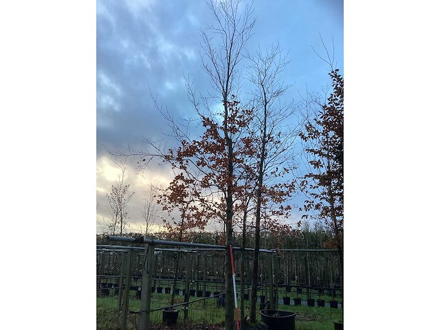 Groene beuk - parkboom (2x) - afbeelding 2 van  3