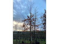 Groene beuk - parkboom (2x) - afbeelding 2 van  3