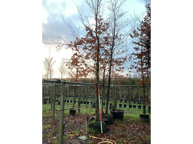 Groene beuk - parkboom (2x) - afbeelding 3 van  3