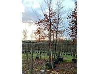Groene beuk - parkboom (2x) - afbeelding 3 van  3
