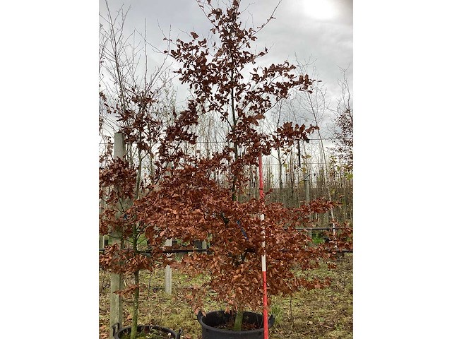 Groene beuk - parkboom (2x) - afbeelding 2 van  2