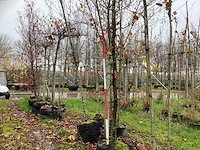 Groene beuk - parkboom - afbeelding 1 van  3