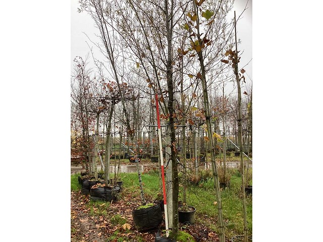 Groene beuk - parkboom - afbeelding 2 van  3