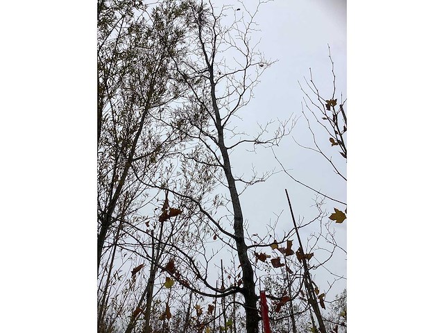 Groene beuk - parkboom - afbeelding 3 van  3