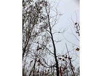 Groene beuk - parkboom - afbeelding 3 van  3