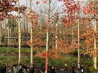 Groene beuk - parkboom - afbeelding 1 van  3