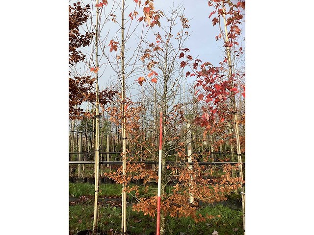 Groene beuk - parkboom - afbeelding 2 van  3