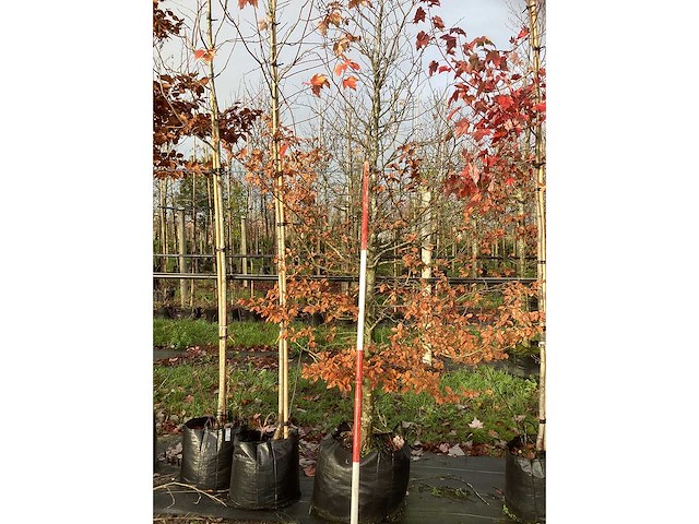 Groene beuk - parkboom - afbeelding 3 van  3