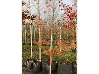 Groene beuk - parkboom - afbeelding 3 van  3