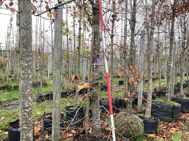 Groene beuk - parkboom - afbeelding 1 van  4