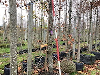 Groene beuk - parkboom - afbeelding 1 van  4