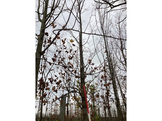 Groene beuk - parkboom - afbeelding 2 van  4