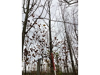 Groene beuk - parkboom - afbeelding 2 van  4