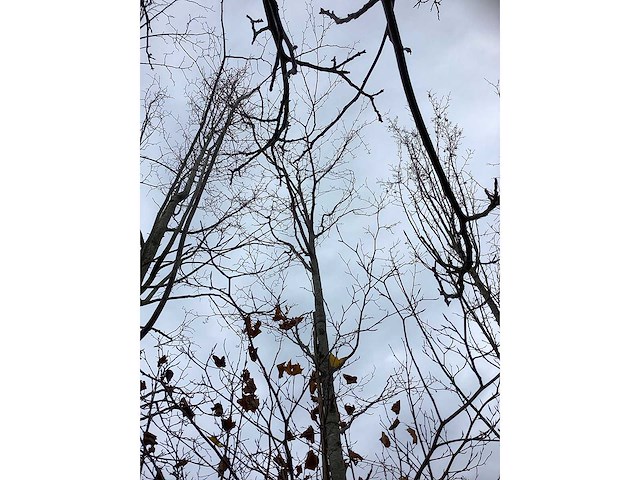 Groene beuk - parkboom - afbeelding 3 van  4