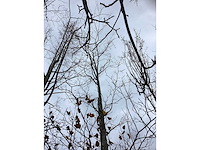 Groene beuk - parkboom - afbeelding 3 van  4