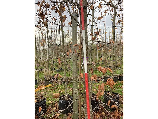 Groene beuk - parkboom - afbeelding 4 van  4