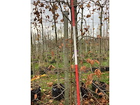 Groene beuk - parkboom - afbeelding 4 van  4