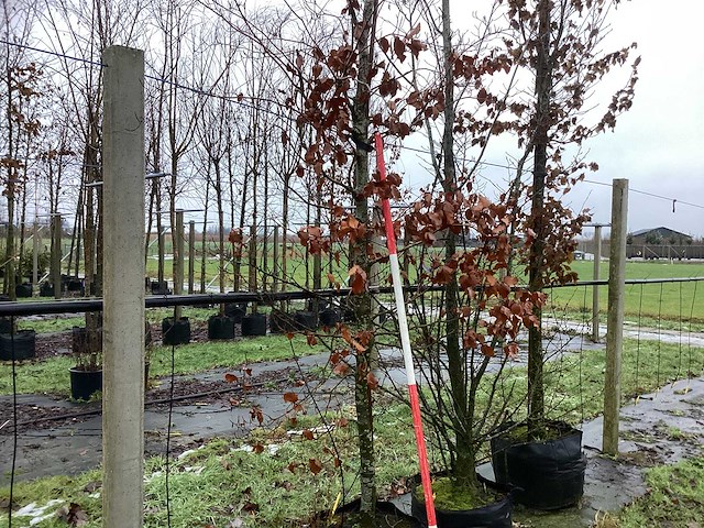 Groene beuk - parkboom - afbeelding 1 van  3