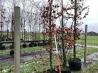 Groene beuk - parkboom - afbeelding 1 van  3