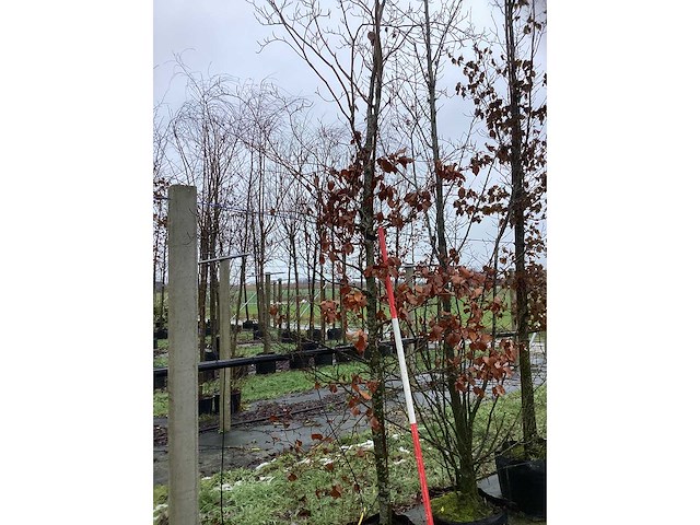 Groene beuk - parkboom - afbeelding 2 van  3