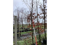 Groene beuk - parkboom - afbeelding 2 van  3