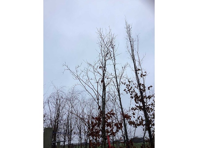 Groene beuk - parkboom - afbeelding 3 van  3