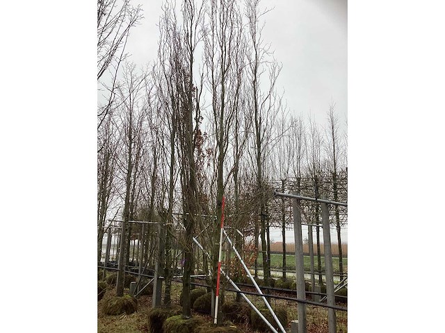 Groene beuk - parkboom - afbeelding 2 van  3