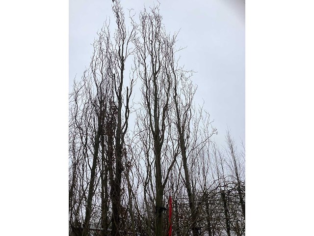 Groene beuk - parkboom - afbeelding 3 van  3