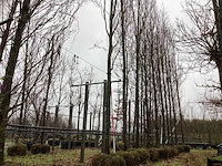 Groene beuk - parkboom - afbeelding 1 van  3