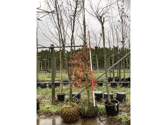 Groene beuk - parkboom - afbeelding 2 van  3