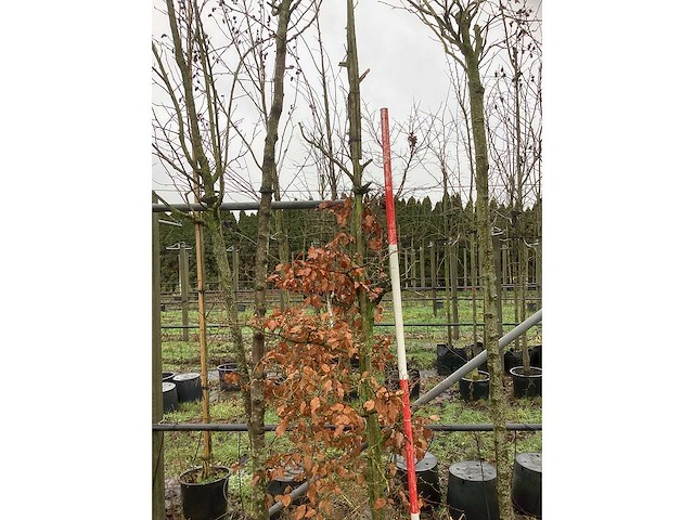 Groene beuk - parkboom - afbeelding 3 van  3