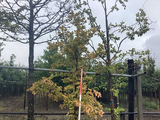 Groene beuk - parkboom - afbeelding 1 van  2
