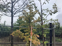 Groene beuk - parkboom - afbeelding 1 van  2