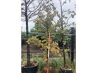 Groene beuk - parkboom - afbeelding 2 van  2