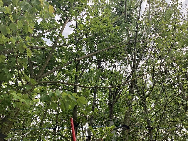 Groene beuk - parkboom - afbeelding 1 van  2