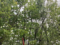 Groene beuk - parkboom - afbeelding 1 van  2
