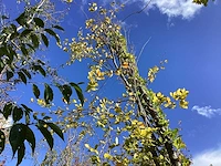 Groene beuk - parkboom