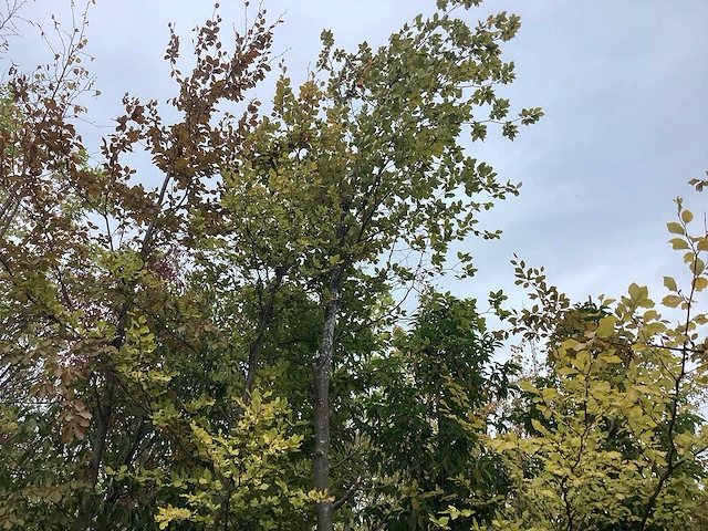 Groene beuk - parkboom - afbeelding 2 van  2
