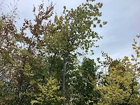 Groene beuk - parkboom