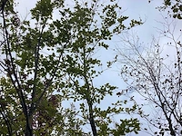 Groene beuk - parkboom