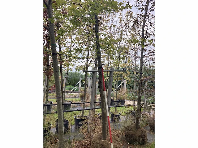 Groene beuk - parkboom - afbeelding 1 van  3