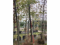 Groene beuk - parkboom - afbeelding 1 van  3
