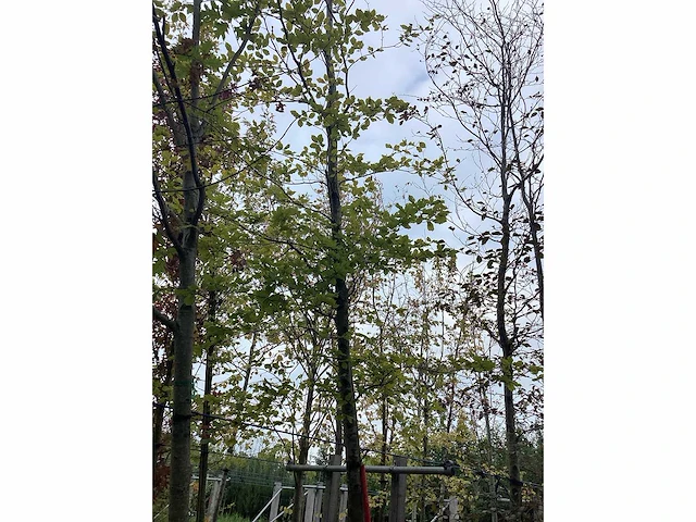 Groene beuk - parkboom - afbeelding 2 van  3