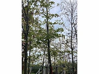 Groene beuk - parkboom - afbeelding 2 van  3