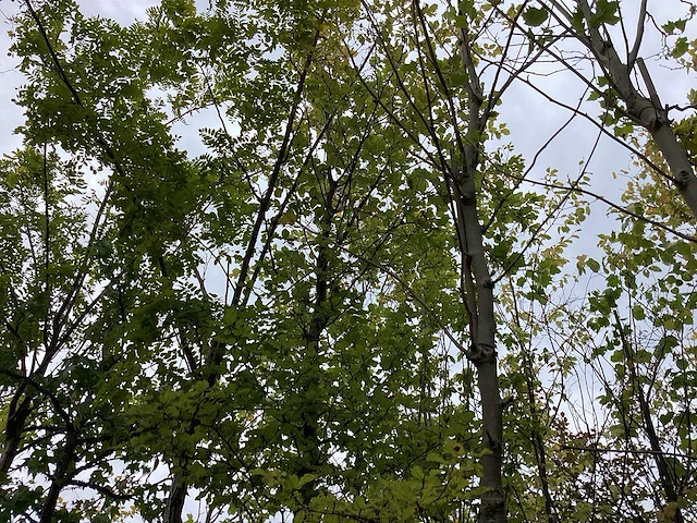 Groene beuk - parkboom - afbeelding 1 van  3